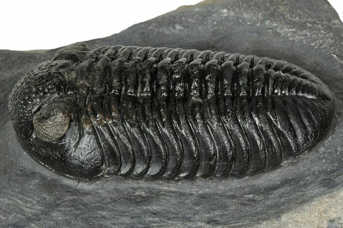 Prone Pedinopariops Trilobite - Mrakib, Morocco #348134